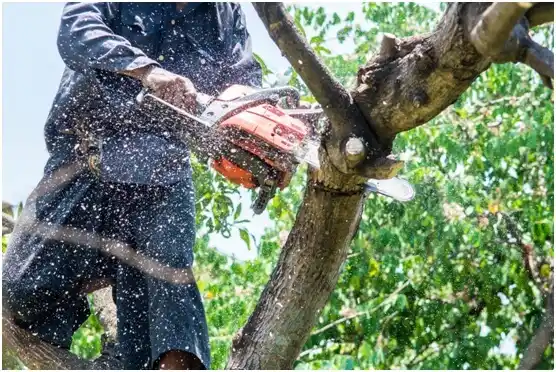 tree services East Wenatchee